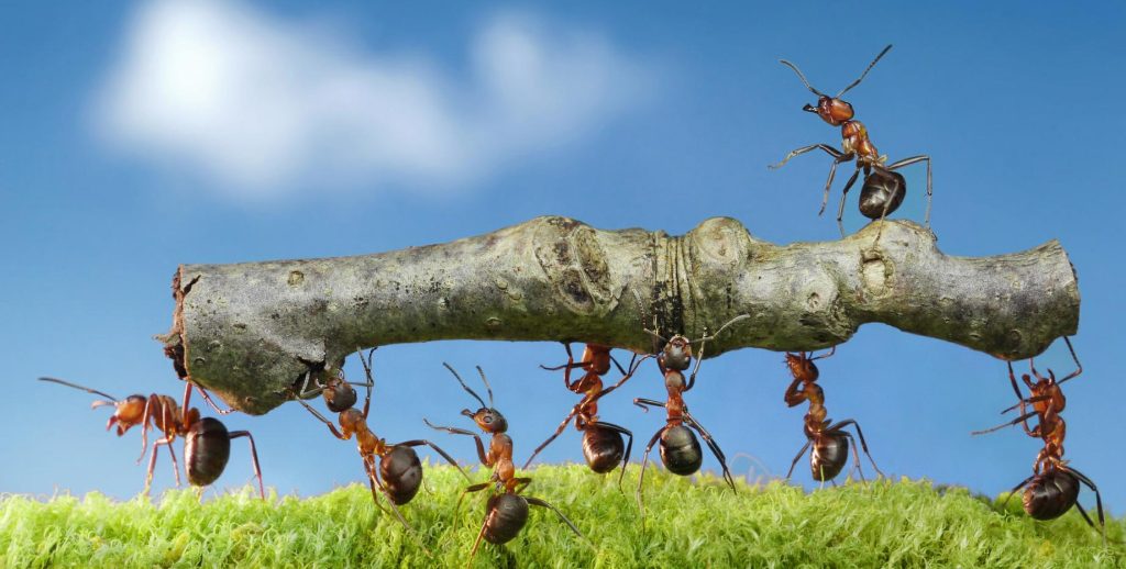 A close up of Ants carrying a piece of tree wood.