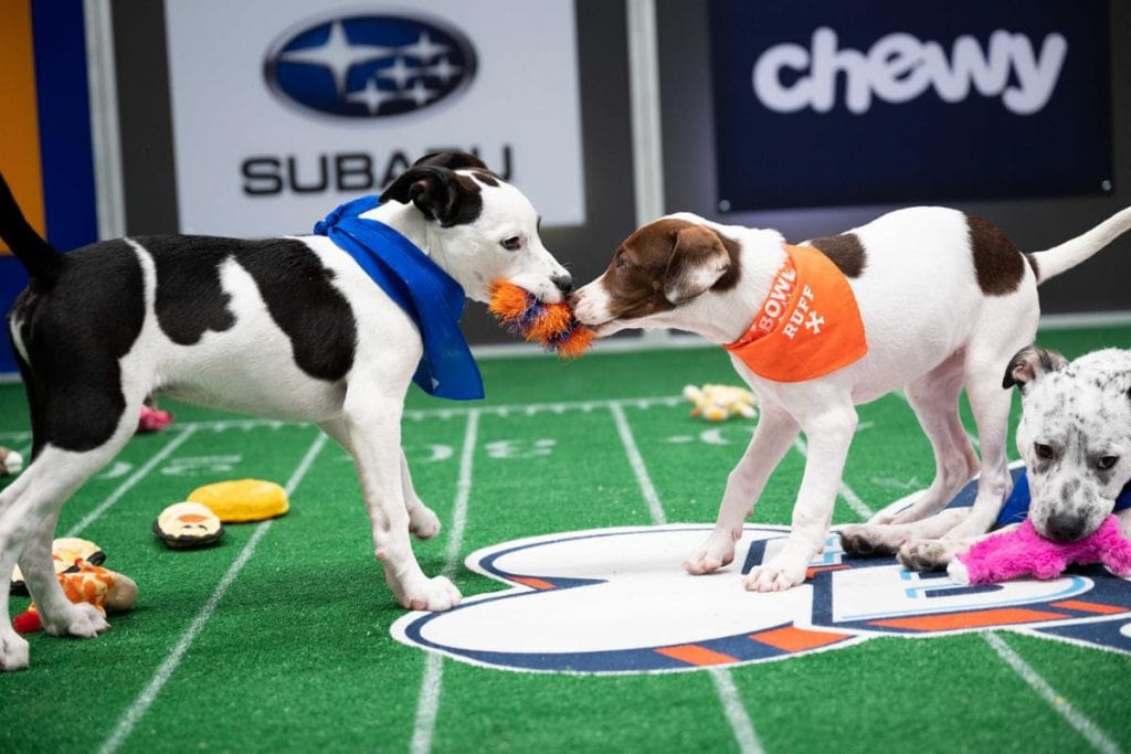 Puppy Bowl Preview for a Good Cause 